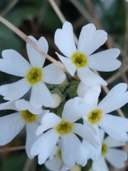 Primula magellanica