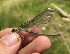 Calopteryx splendens intermedia