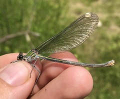Calopteryx splendens intermedia