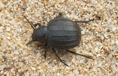Pimelia angusticollis