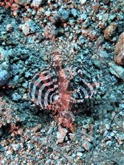 Dendrochirus brachypterus