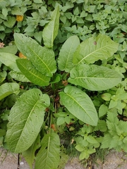 Rumex obtusifolius