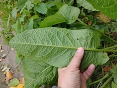Rumex obtusifolius