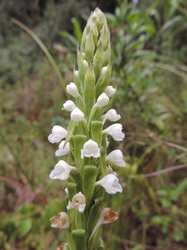 Satyrium crassicaule