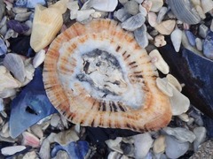 Scutellastra cochlear