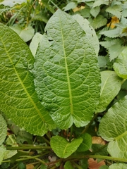Rumex obtusifolius