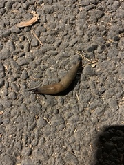 Deroceras caucasicum