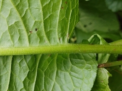 Rumex obtusifolius