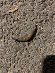 Deroceras caucasicum