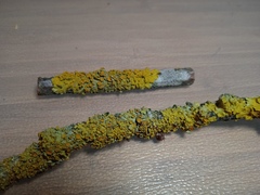 Xanthoria parietina