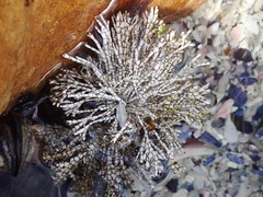 Amphiroa ephedraea