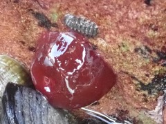 Actinia ebhayiensis