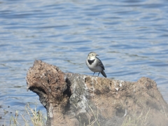 Motacilla alba