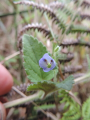 Veronica abyssinica image