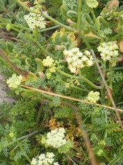 Dasispermum suffruticosum