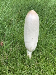 Coprinus comatus