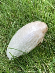 Coprinus comatus