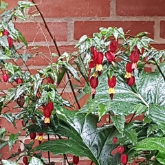 Callianthe megapotamica