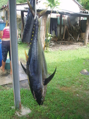 Thunnus