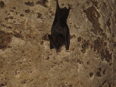 Megaderma spasma