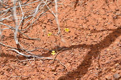 Goodenia pinnatifida
