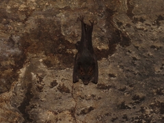 Megaderma spasma