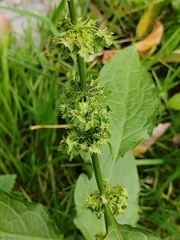 Rumex obtusifolius