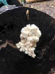 Fungi