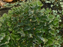 Pseudocyphellaria coriacea image