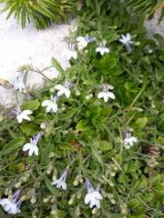 Lobelia boivinii