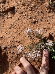 Eriogonum microtheca simpsonii