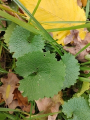 Alliaria petiolata