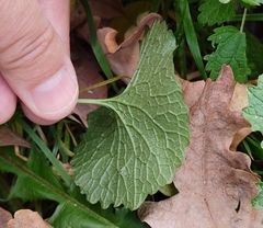 Alliaria petiolata