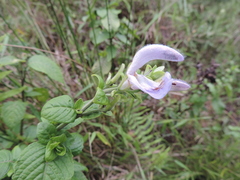 Brillantaisia