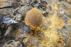 Notocypraea angustata
