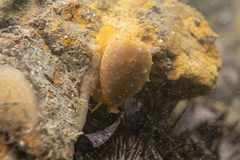 Notocypraea angustata