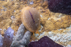 Notocypraea angustata