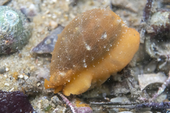 Notocypraea angustata