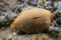 Notocypraea angustata