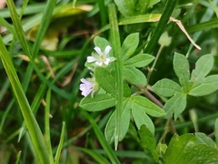 Geranium pusillum