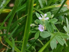 Geranium pusillum