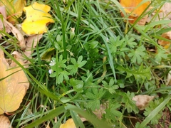 Geranium pusillum