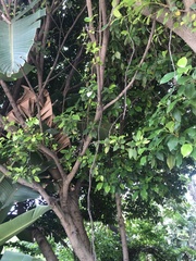 Ficus natalensis