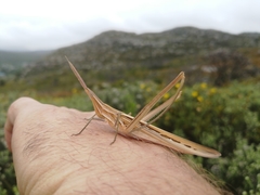 Acrida turrita