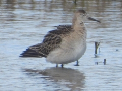 Calidris pugnax
