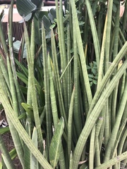 Sansevieria cylindrica