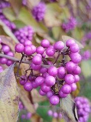 Callicarpa bodinieri