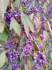 Callicarpa bodinieri