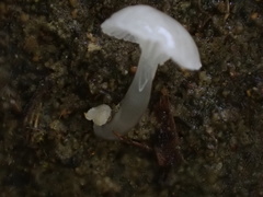 Roridomyces