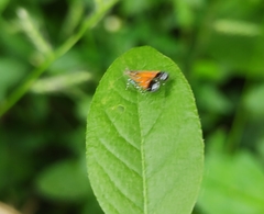 Tricyanaula aurantiaca